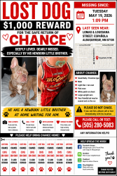 Lost Male Dog last seen Lomas and Louisiana , Albuquerque, NM 87110