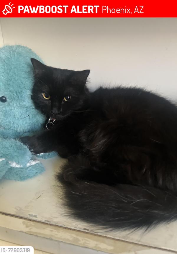 Lost Unknown Cat last seen Bell rd and 16th st, Phoenix, AZ 85022