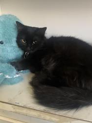Lost Unknown Cat last seen Bell rd and 16th st, Phoenix, AZ 85022