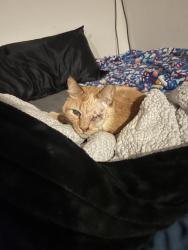Reunited Male Cat last seen Near 34th Ave E, Tacoma, WA 98446, USA, Tacoma, WA 98446
