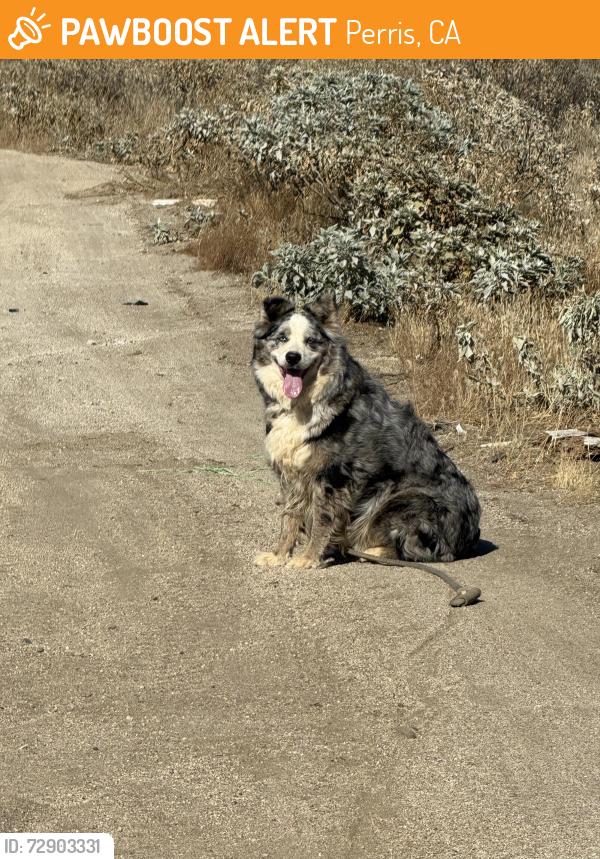 Found/Stray Unknown Dog last seen High school, Perris, CA 92571