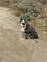 Found/Stray Unknown Dog last seen High school, Perris, CA 92571