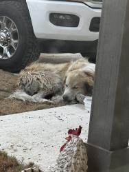 Found/Stray Unknown Dog last seen Santa clara rd, Guadalupe County, TX 78124