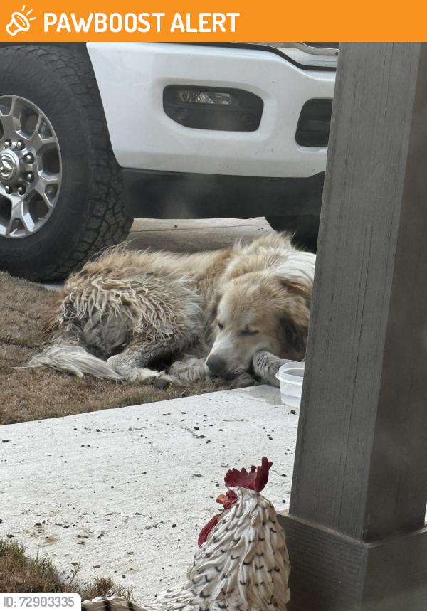 Found/Stray Unknown Dog last seen Santa clara rd, Guadalupe County, TX 78124