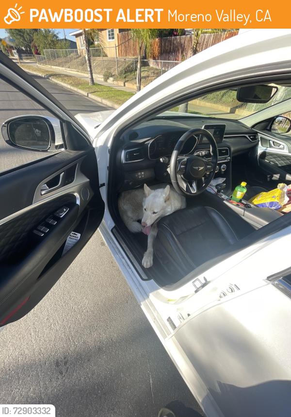 Found/Stray Male Dog last seen Filaree and Patricia st, Moreno Valley, CA 92551