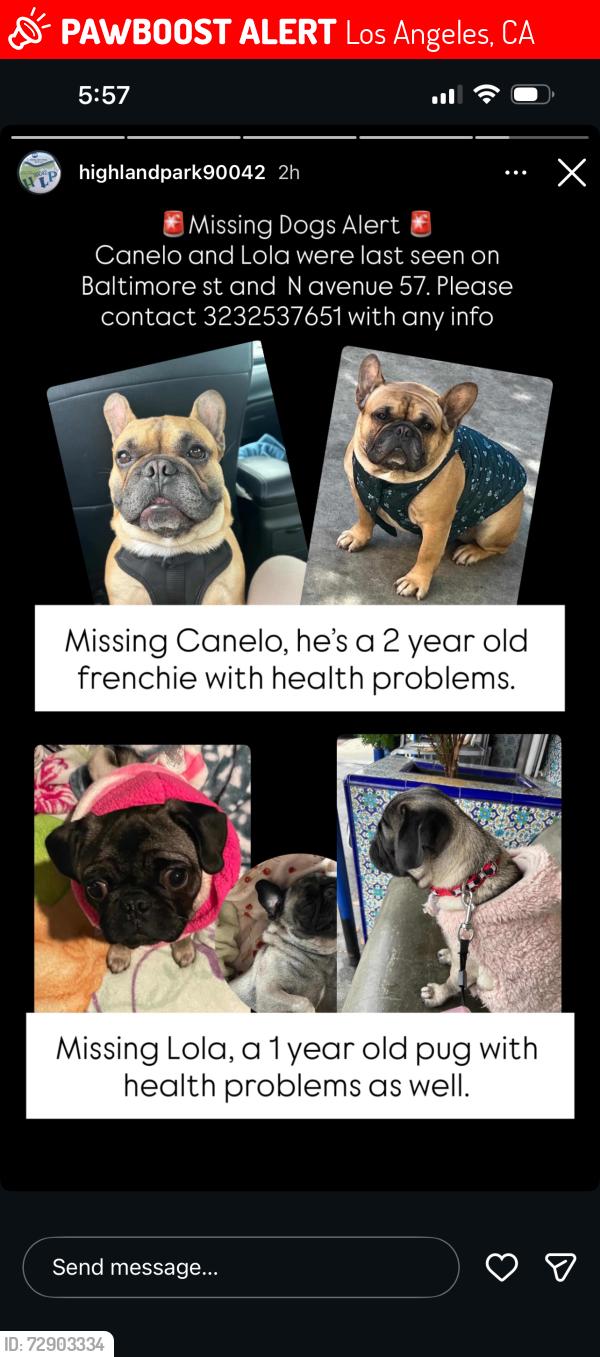 Lost Female Dog last seen Near Baltimore st, Los Angeles, CA 90042