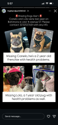 Lost Female Dog last seen Near Baltimore st, Los Angeles, CA 90042