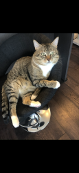 Reunited Male Cat last seen Chartwell, West Vancouver, BC V7S 2N4