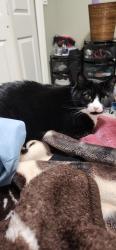Lost Female Cat last seen Near ave, Maple Ridge, BC V4R 0A4