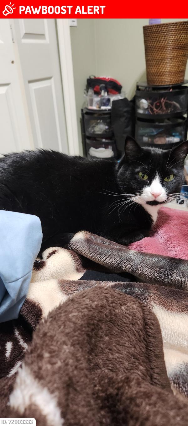 Lost Female Cat last seen Near ave, Maple Ridge, BC V4R 0A4
