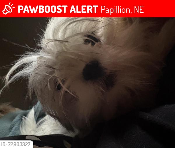 Lost Male Dog last seen Don’t know, Papillion, NE 68046