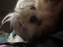 Lost Male Dog last seen Don’t know, Papillion, NE 68046