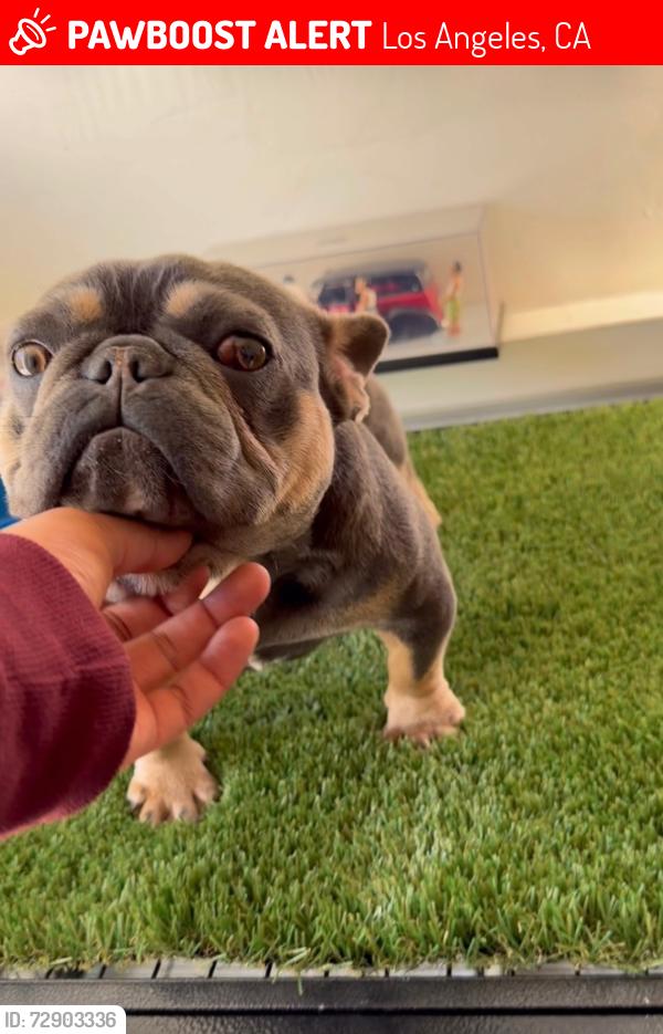 Lost Female Dog last seen Near w 90th st Los Angeles 90003, Los Angeles, CA 90003