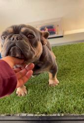 Lost Female Dog last seen Near w 90th st Los Angeles 90003, Los Angeles, CA 90003