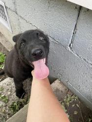 Found/Stray Male Dog last seen Bennett and Orchard Knob, Chattanooga, TN 37404