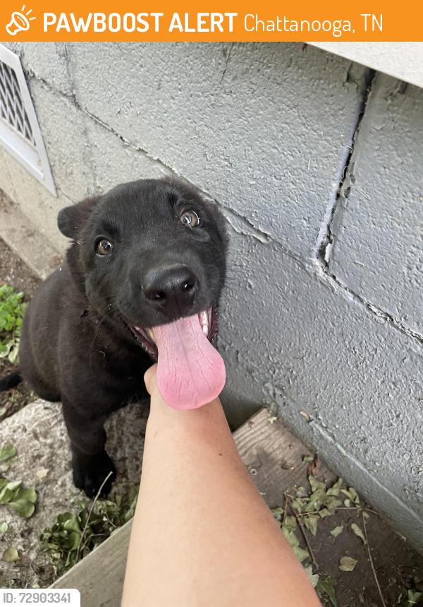 Found/Stray Male Dog last seen Bennett and Orchard Knob, Chattanooga, TN 37404