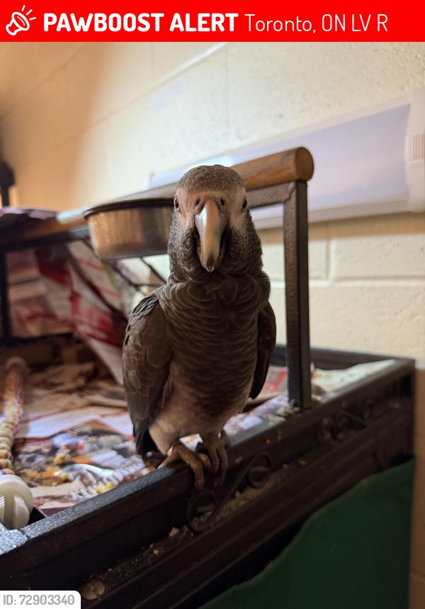 Lost Female Bird last seen Anear the Tim Hortons and woodbine casino, Toronto, ON L4V 1R8