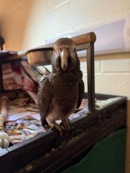Lost Female Bird last seen Anear the Tim Hortons and woodbine casino, Toronto, ON L4V 1R8