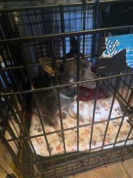 Reunited Male Dog last seen Black arroyo, Albuquerque, NM 87114