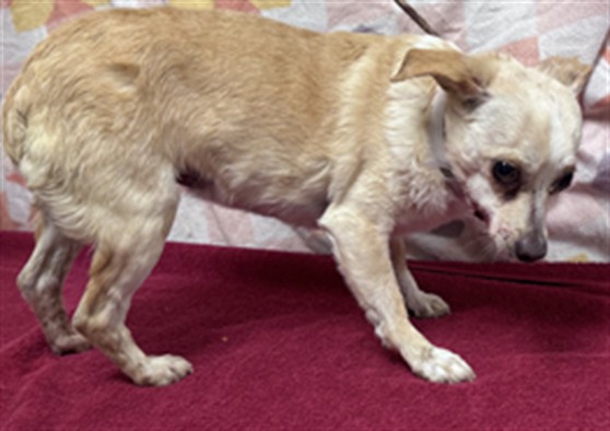Shelter Stray Female Dog last seen , Lake Los Angeles, CA 93550