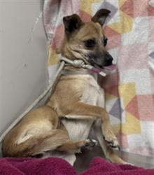 Shelter Stray Female Dog last seen , Lake Los Angeles, CA 93550
