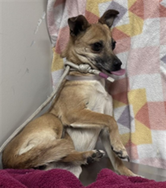 Shelter Stray Female Dog last seen , Lake Los Angeles, CA 93550