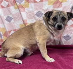 Shelter Stray Male Dog last seen , Lake Los Angeles, CA 93550