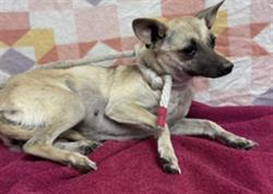Shelter Stray Female Dog last seen , Lake Los Angeles, CA 93550