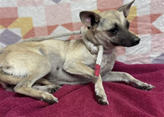 Shelter Stray Female Dog last seen , Lake Los Angeles, CA 93550