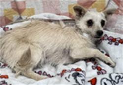 Shelter Stray Female Dog last seen , Lake Los Angeles, CA 93550