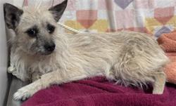 Shelter Stray Female Dog last seen , Lake Los Angeles, CA 93550