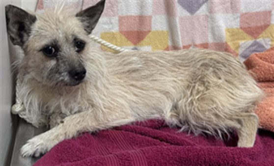 Shelter Stray Female Dog last seen , Lake Los Angeles, CA 93550