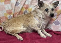 Shelter Stray Female Dog last seen , Lake Los Angeles, CA 93550