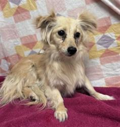 Shelter Stray Female Dog last seen , Lake Los Angeles, CA 93550