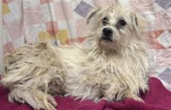 Shelter Stray Male Dog last seen , Lake Los Angeles, CA 93550