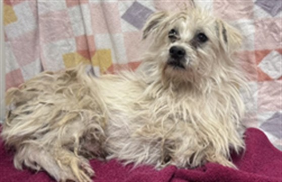 Shelter Stray Male Dog last seen , Lake Los Angeles, CA 93550