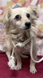 Shelter Stray Male Dog last seen , Lake Los Angeles, CA 93550