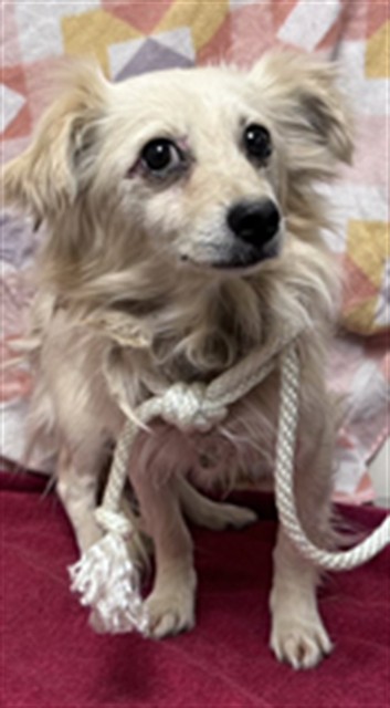 Shelter Stray Male Dog last seen , Lake Los Angeles, CA 93550