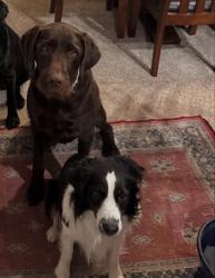 Lost Male Dog last seen Jack and Linda Vista, Missoula, MT 59803