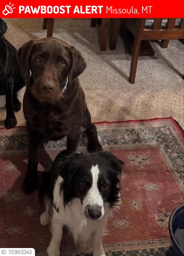 Lost Male Dog last seen Jack and Linda Vista, Missoula, MT 59803