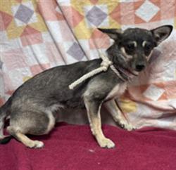 Shelter Stray Female Dog last seen , Lake Los Angeles, CA 93550