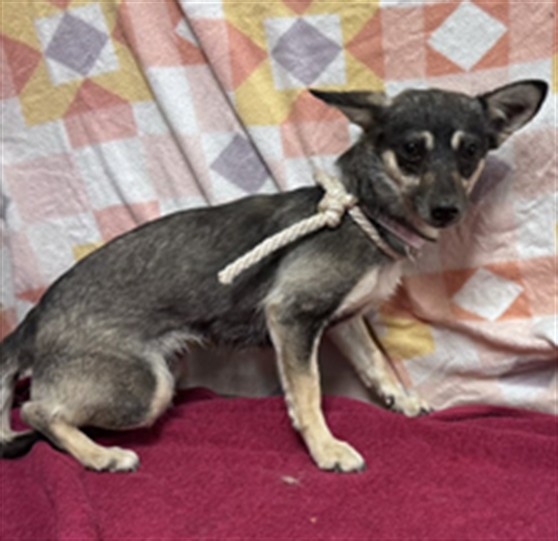 Shelter Stray Female Dog last seen , Lake Los Angeles, CA 93550