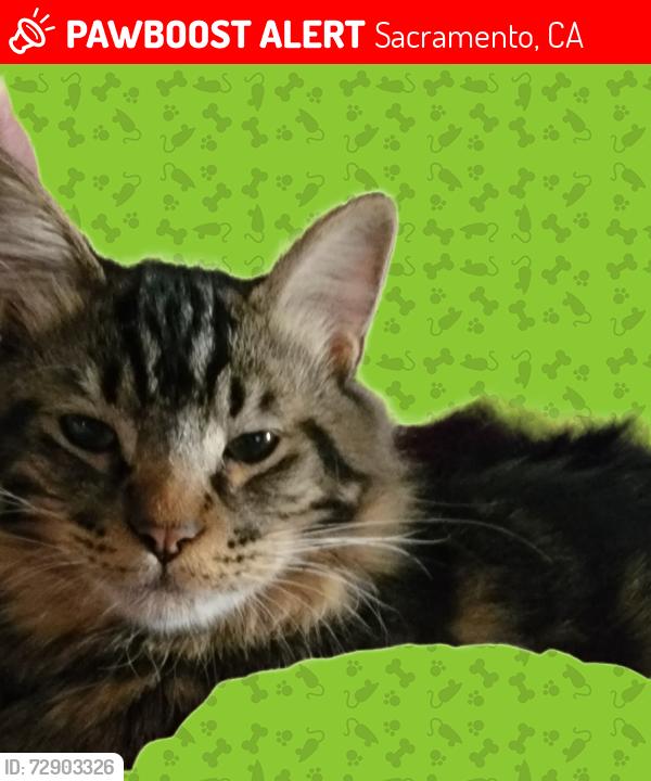 Lost Male Cat last seen Our home but he goes to the neighbors hse behind us on J Street, Sacramento, CA 95823