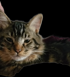 Lost Male Cat last seen Our home but he goes to the neighbors hse behind us on J Street, Sacramento, CA 95823