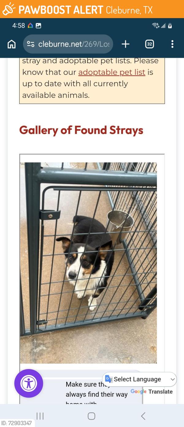 Found/Stray Male Dog last seen Found at EZ Mart on Poindexter , Cleburne, TX 76031