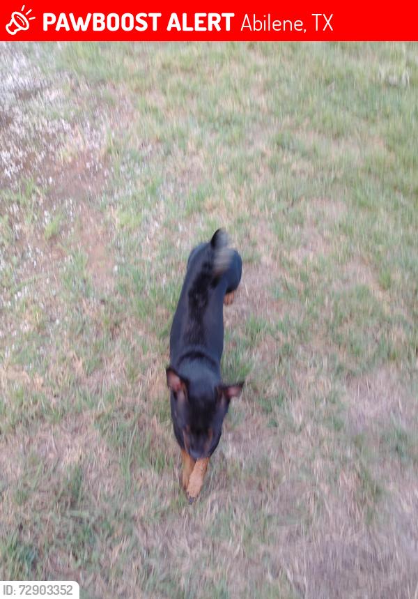 Lost Female Dog last seen O O'Reilly Auto parts in Abilene Texas on South 1st Street, Abilene, TX 79603