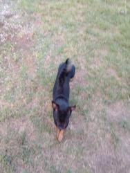 Lost Female Dog last seen O O'Reilly Auto parts in Abilene Texas on South 1st Street, Abilene, TX 79603