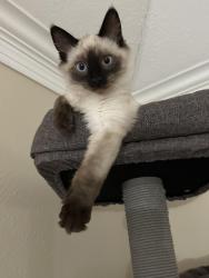 Lost Male Cat last seen Near Trestletree pl spring , Spring, TX 77380