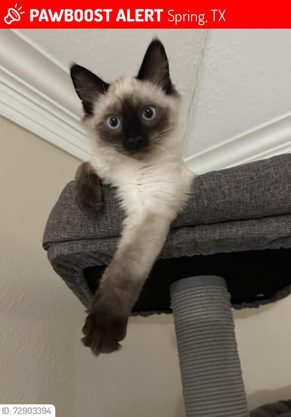 Lost Male Cat last seen Near Trestletree pl spring , Spring, TX 77380