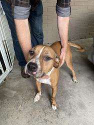 Found/Stray Male Dog last seen Irving, Tx 75061, Irving, TX 75061